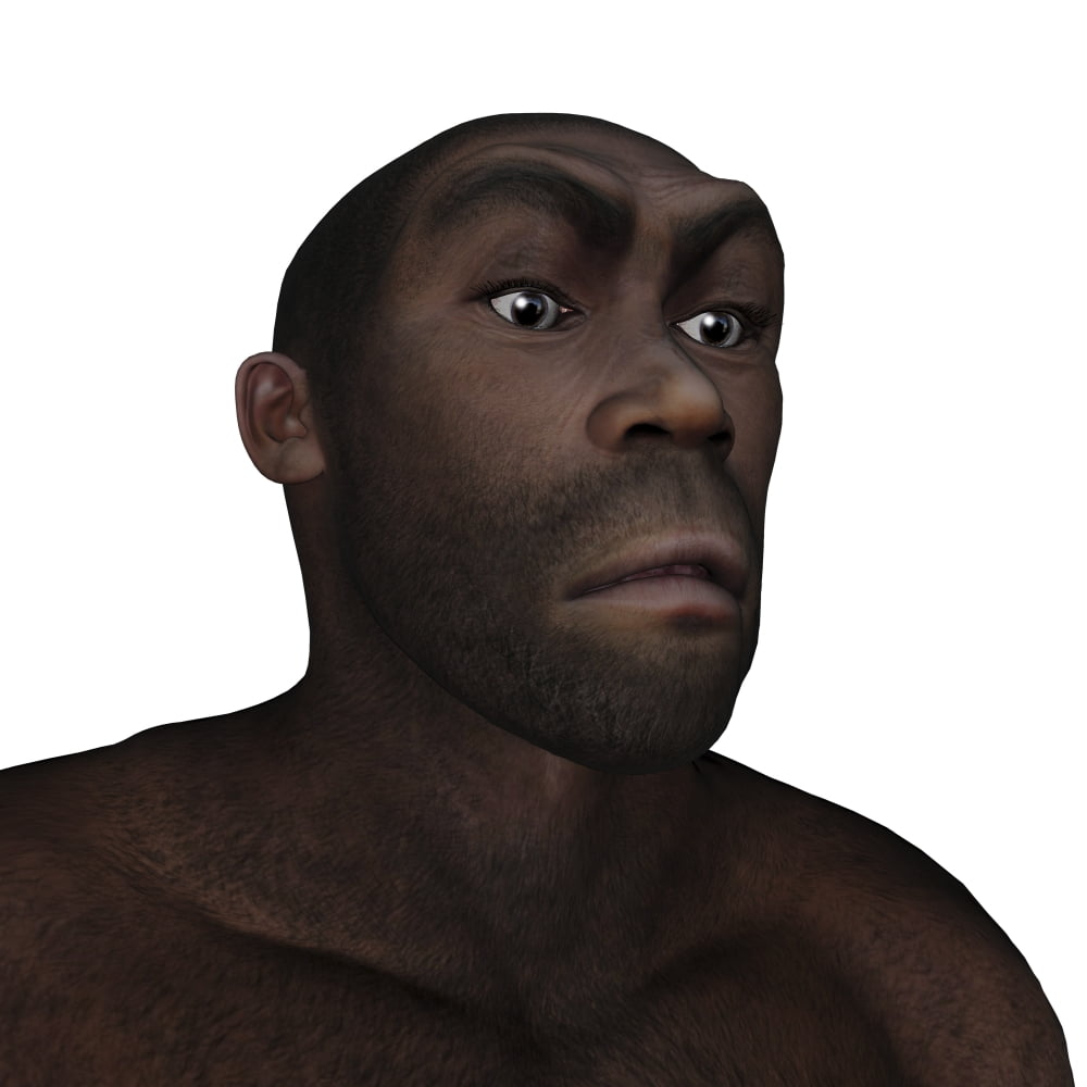 Male homo erectus angry portrait Canvas Art - Elena DuvernayStocktrek Images (28 x 28)