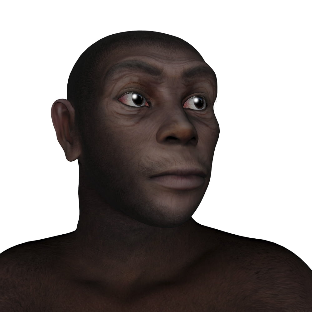 Male homo erectus portrait Canvas Art - Elena DuvernayStocktrek Images (28 x 28)