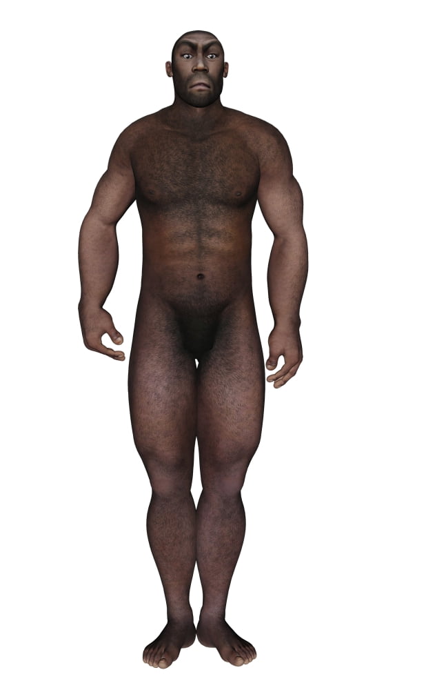 Male homo erectus standing Canvas Art - Elena DuvernayStocktrek Images (23 x 36)