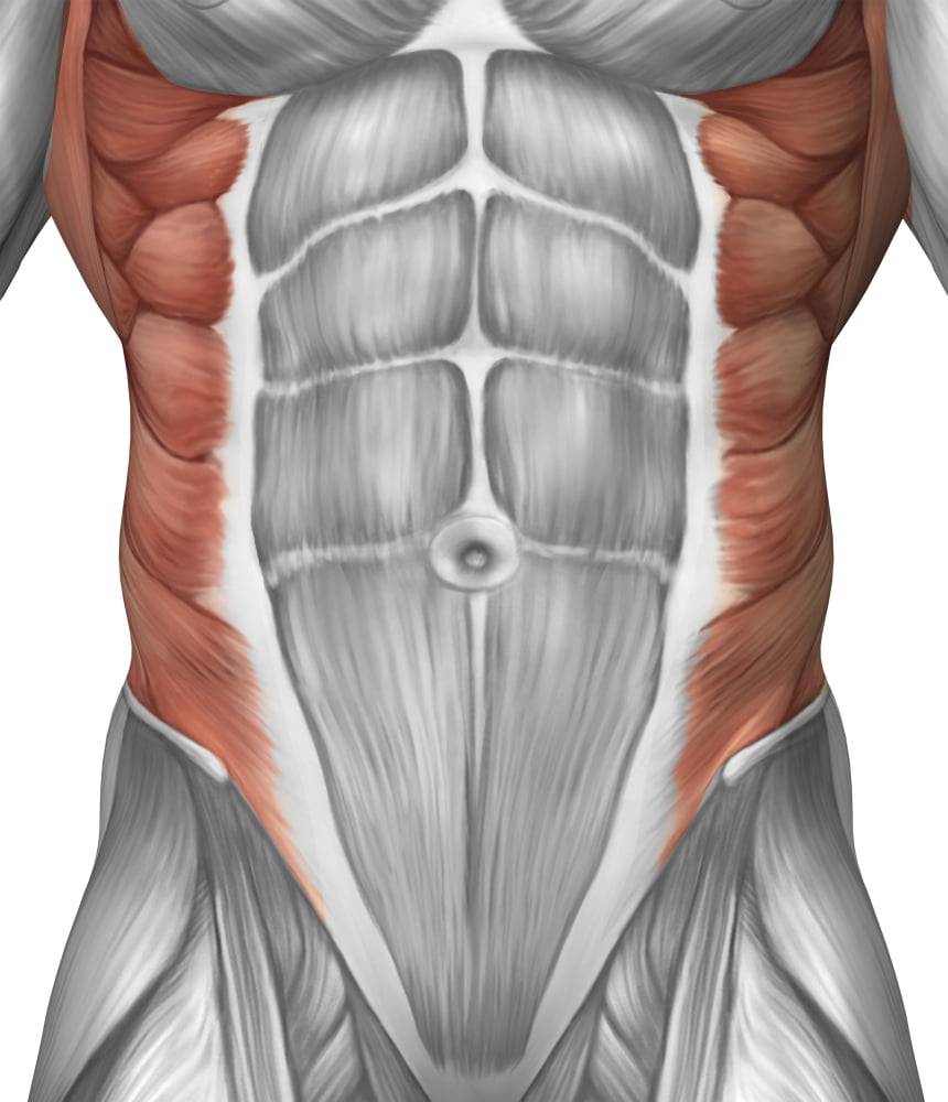Male muscle anatomy of the abdominal wall Canvas Art - Stocktrek Images (27 x 31)