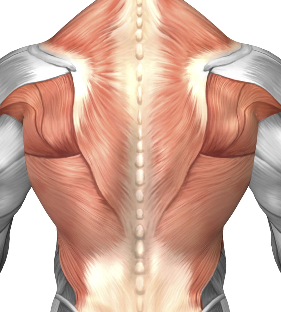 Male muscle anatomy of the human back Canvas Art - Stocktrek Images (27 x 30)