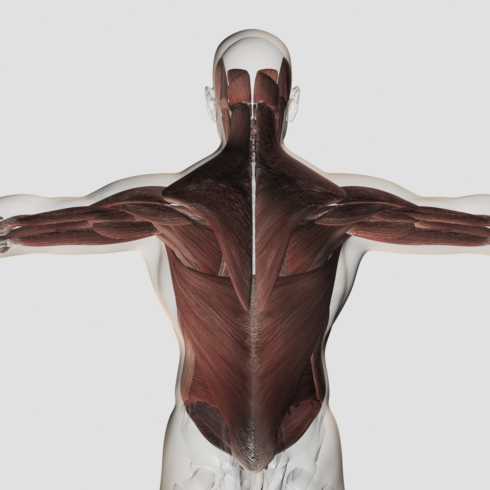 Male muscle anatomy of the human back Canvas Art - Stocktrek Images (29 x 29)