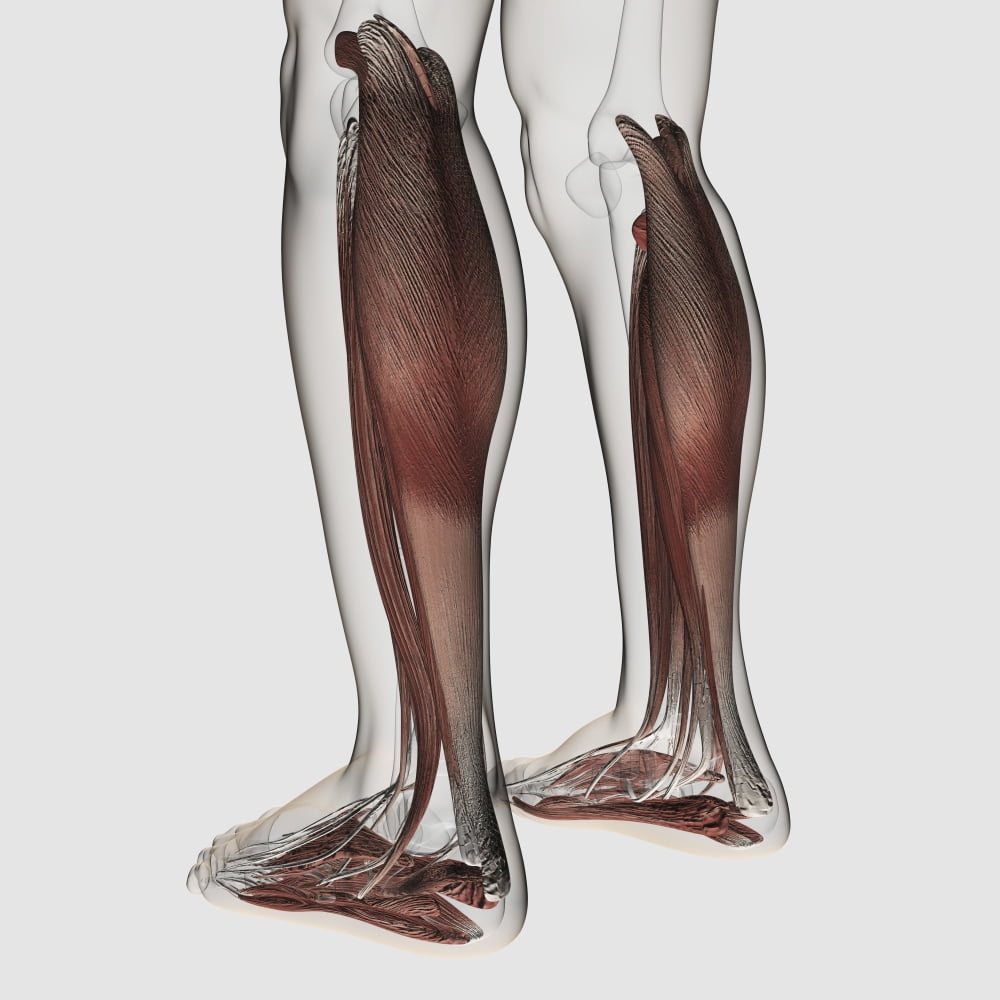 Male muscle anatomy of the human legs anterior view Canvas Art - Stocktrek Images (29 x 29)