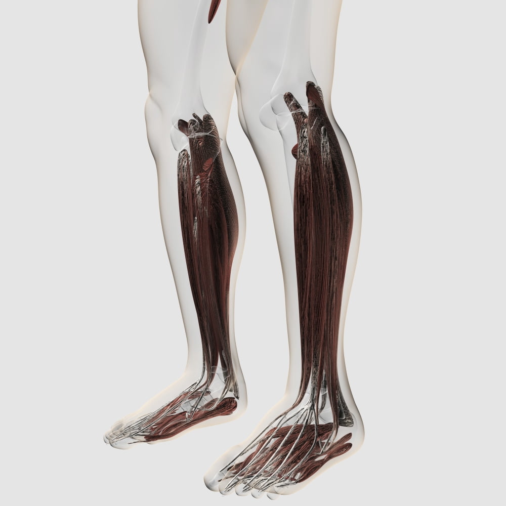 Male muscle anatomy of the human legs anterior view Canvas Art - Stocktrek Images (29 x 29)