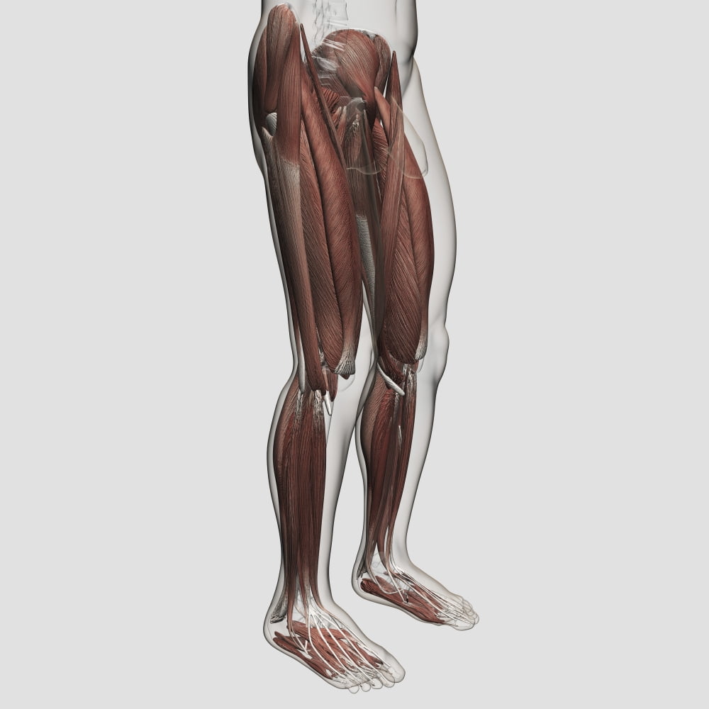Male muscle anatomy of the human legs anterior view Canvas Art - Stocktrek Images (29 x 29)