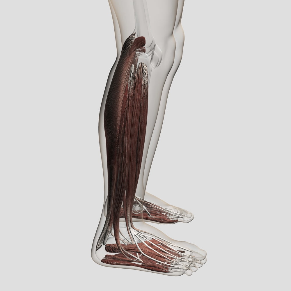 Male muscle anatomy of the human legs anterior view Canvas Art - Stocktrek Images (29 x 29)