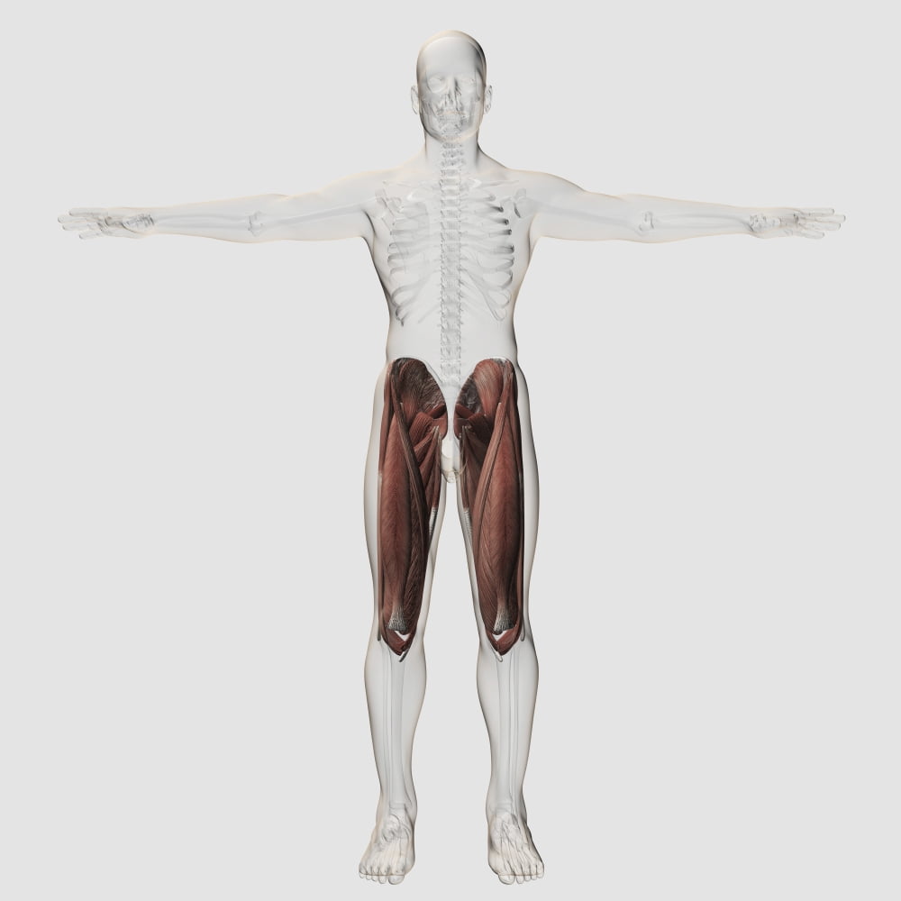 Male muscle anatomy of the human legs anterior view Canvas Art - Stocktrek Images (29 x 29)