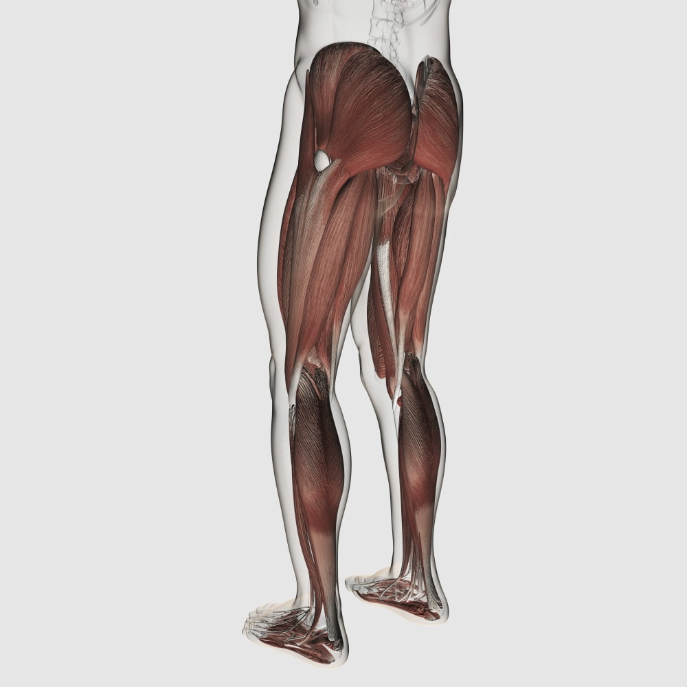 Male muscle anatomy of the human legs posterior view Canvas Art - Stocktrek Images (29 x 29)