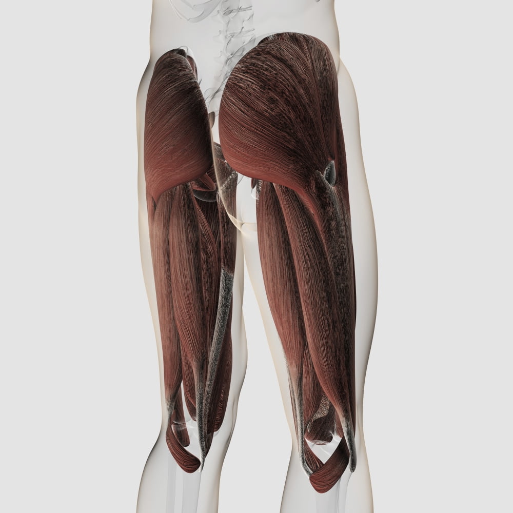 Male muscle anatomy of the human legs posterior view Canvas Art - Stocktrek Images (29 x 29)