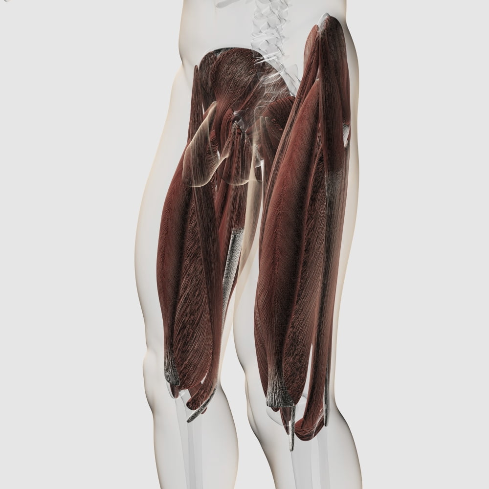 Male muscle anatomy of the human legs side view Canvas Art - Stocktrek Images (29 x 29)