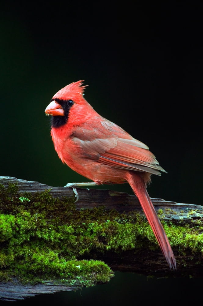 Male northern cardinal (Cardinalis cardinalis) on a mossy log profile North Carolina USA Canvas Art - Panoramic Images (36 x 12)