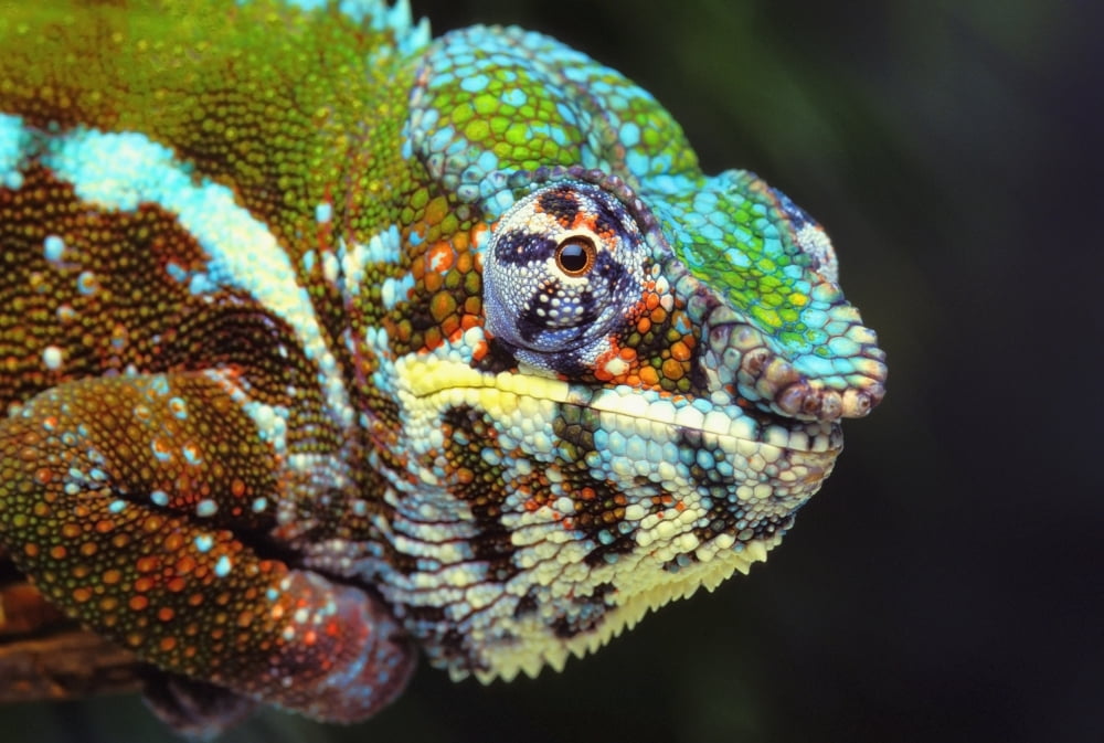 Male panther chameleon (furcifer pardalis)British columbia canada Canvas Art - Thomas Kitchin & Victoria Hurst Design Pics (36 x 24)