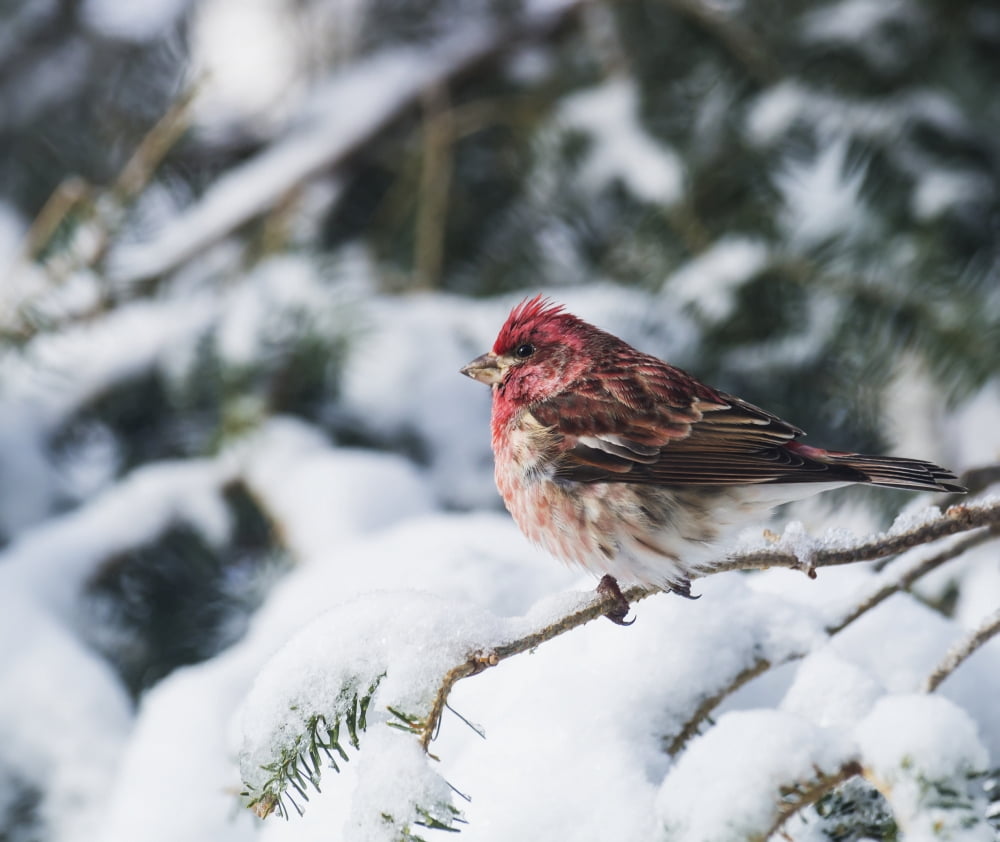 Male purple finch on a snow covered tree Ontario Canada Canvas Art - Julie DeRoche Design Pics (16 x 14)