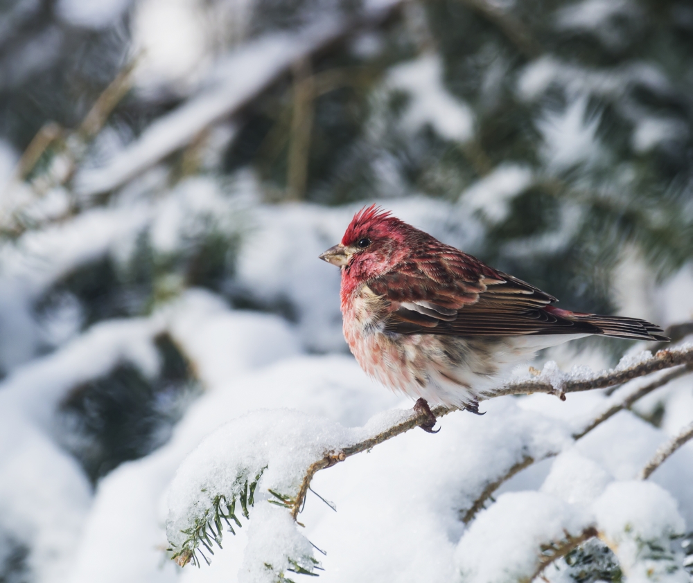 Male purple finch on a snow covered tree Ontario Canada Canvas Art - Julie DeRoche  Design Pics (32 x 28)