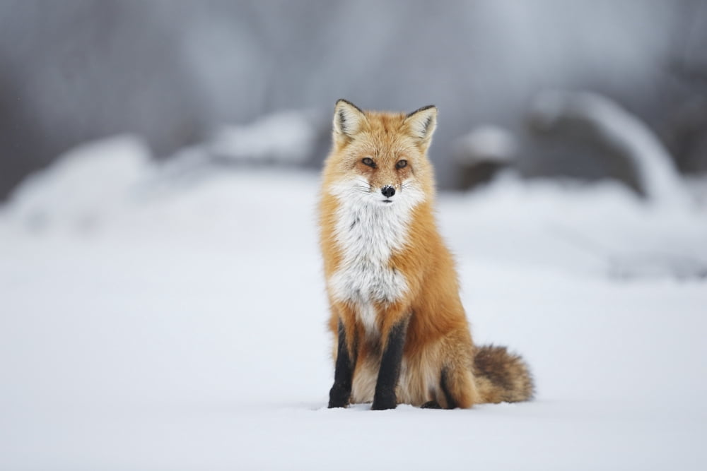 Male red fox (vulpes vulpes) sitting in the snow in winter Montreal Quebec Canada Canvas Art - Vladislav Kamenski Design Pics (19 x 12)