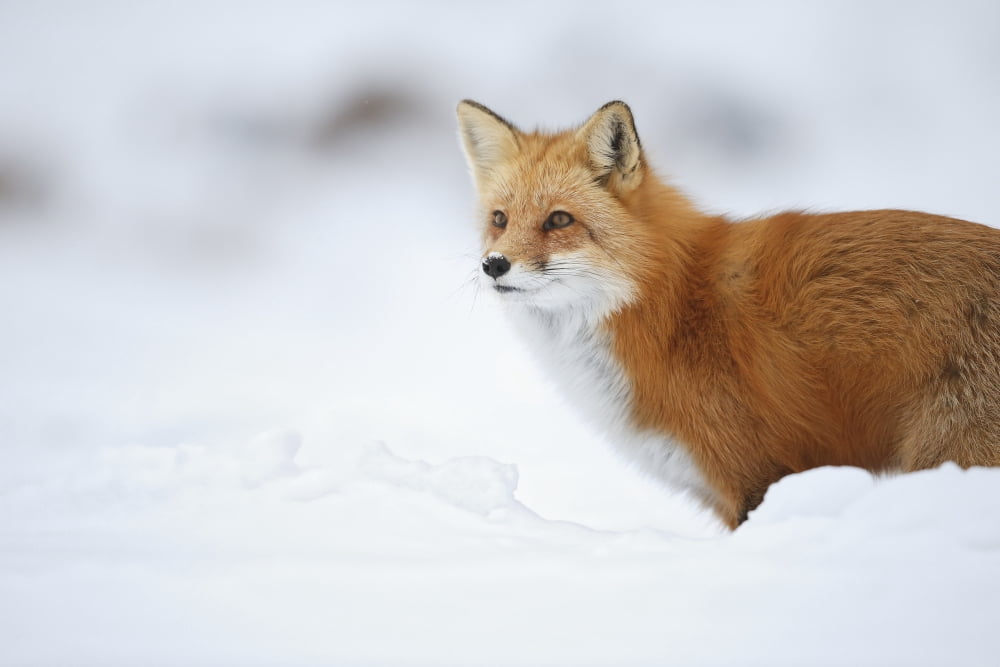 Male red fox (vulpes vulpes) standing in the snow in winter Montreal Quebec Canada Canvas Art - Vladislav Kamenski  Design Pics (18 x 12)