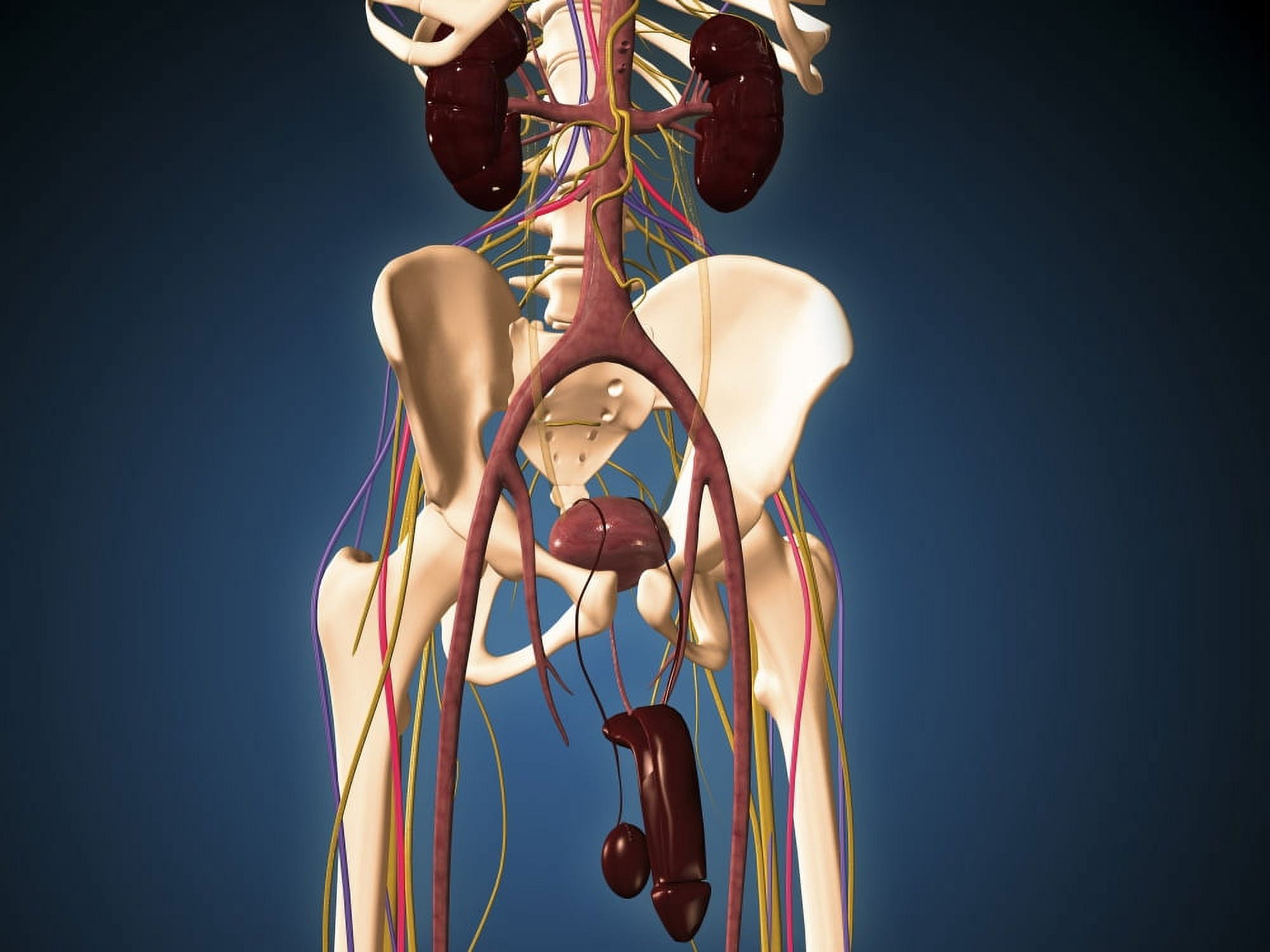 Male skeleton with ureter system Canvas Art - Stocktrek Images (33 x 25)