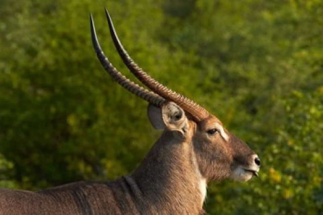 Male waterbuck Kruger National Park South Africa Canvas Art - David Wall  DanitaDelimont (24 x 15)