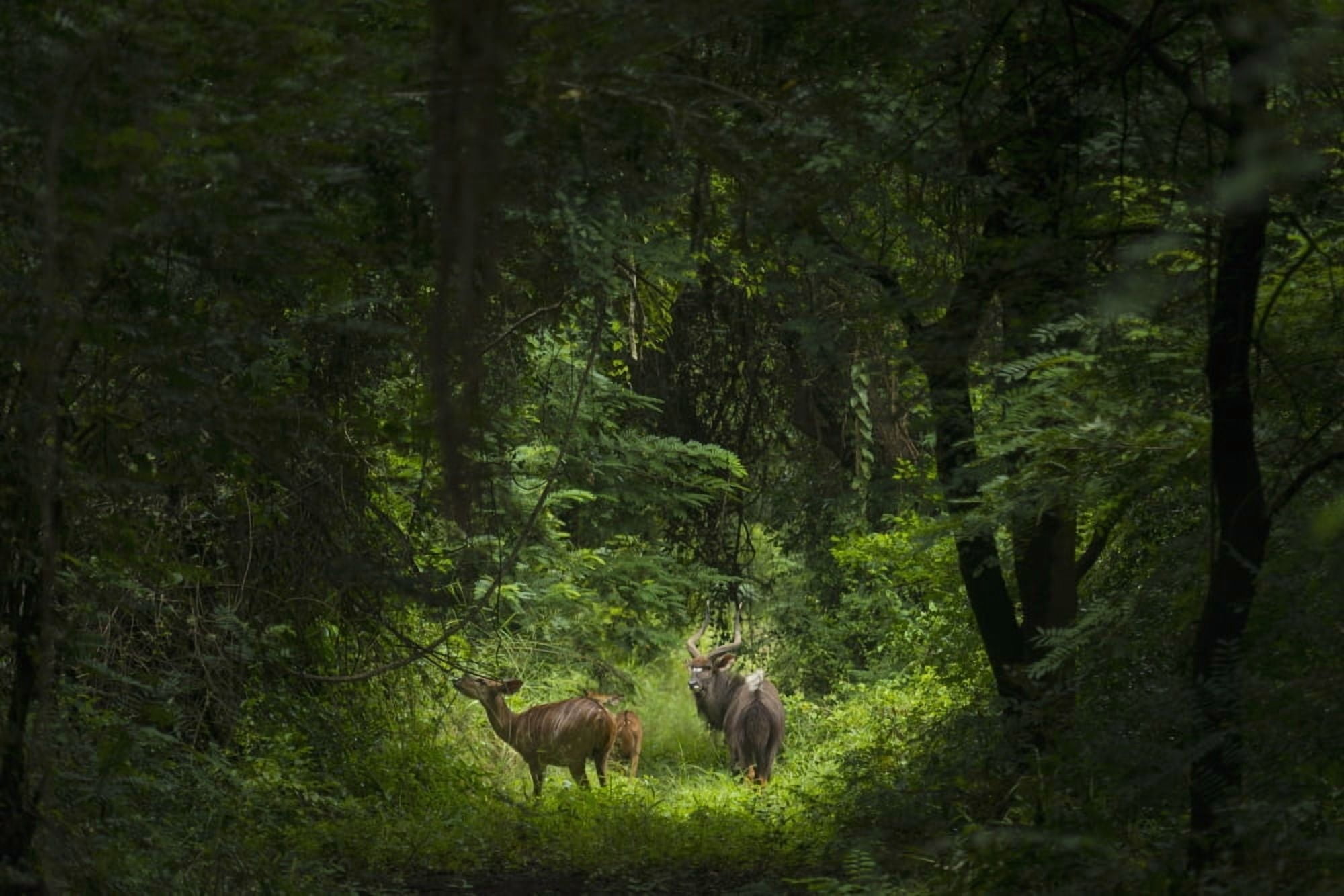 Male with two female Nyala antelope Nyala Wildlife Park near Chikwawa Malawi Canvas Art - Ian Cumming Design Pics (19 x 12)
