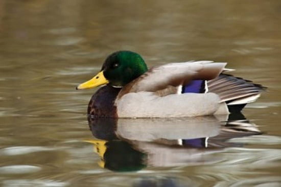 Mallard Drake George C Reifel Migratory Bird Sanctuary Westham Island British Columbia Canada Canvas Art - Rick A Brown DanitaDelimont (29 x 19)