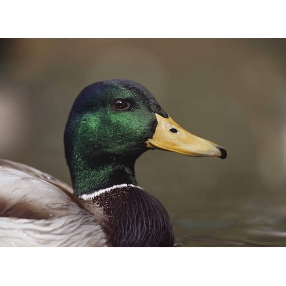 Mallard Drake Head Portrait Canvas Art - David Ponton Design Pics (36 x 26)