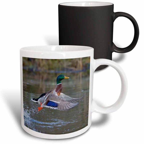 3drose, Mallard Drake Lifting Off., 11oz Magic Transforming Mug