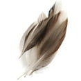 thumbnail image 1 of Mallard Duck Wing 1.57-4.72Inch for Wedding Decoration, 1 of 8