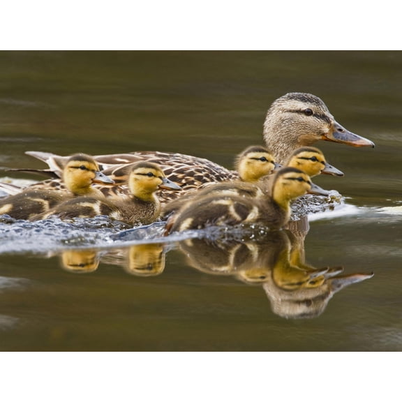 Art.com Mallard Duck and Chicks Near Kamloops, British Columbia, Canada Photographic Print by Larry Ditto, 16" x 12"