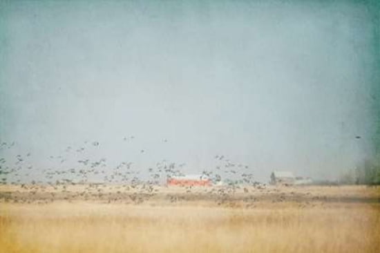 Mallard Migration Canvas Art - Roberta Murray (12 x 18)