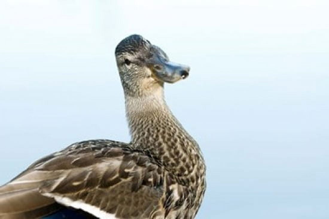 Mallard bird Stanley Park British Columbia Canvas Art - Paul Colangelo DanitaDelimont (36 x 24)