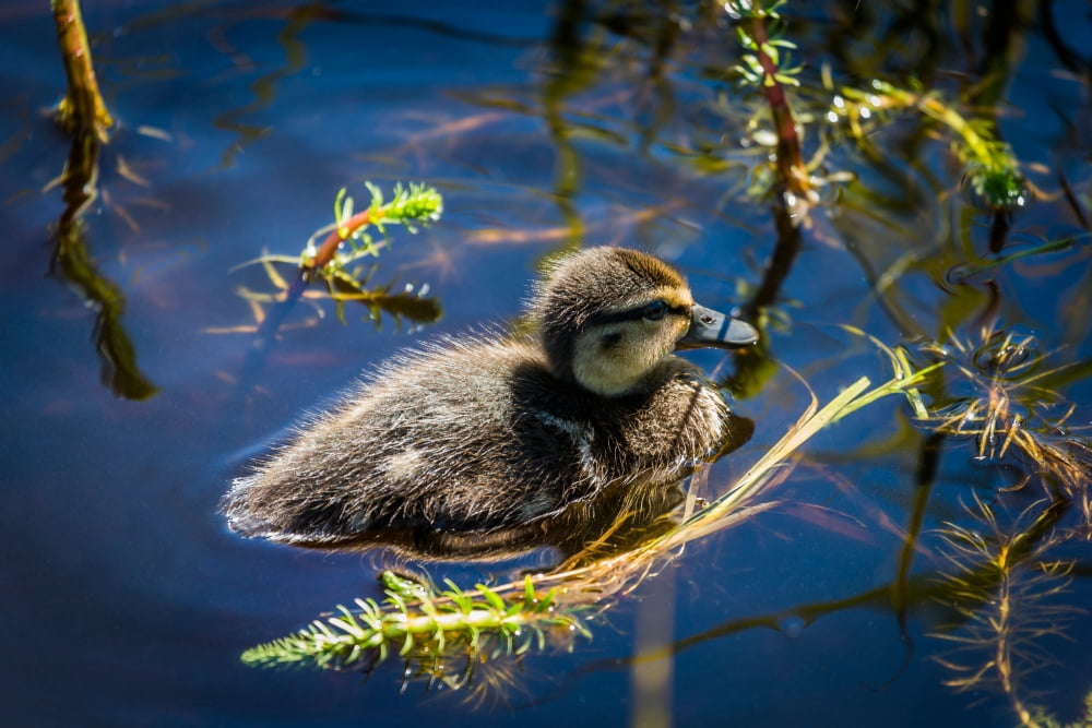 Mallard duckling swimming Flatey Island Breidafjordur Iceland Canvas Art - Panoramic Images (27 x 9)