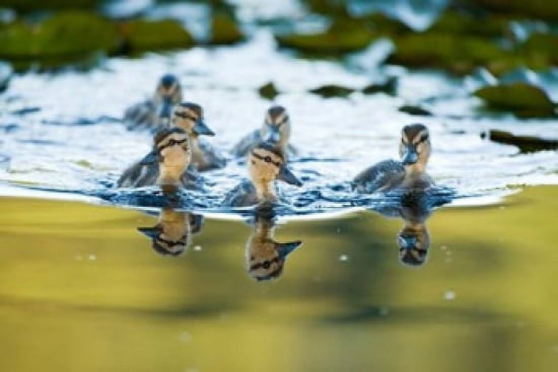 Mallard ducklings Stanley Park British Columbia Canvas Art - Paul Colangelo DanitaDelimont (36 x 24)
