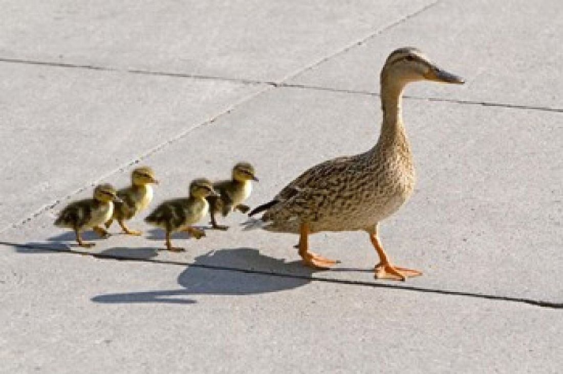 Mallard hen and ducklings in Madison Wisconsin Canvas Art - David R Frazier DanitaDelimont (26 x 18)