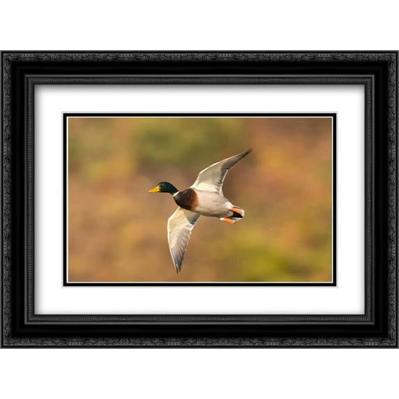 Mallard male flying, Kellogg Bird Sanctuary, Michigan 2x Matted 24x18 Black Ornate Framed Art Print by Gettle, Steve