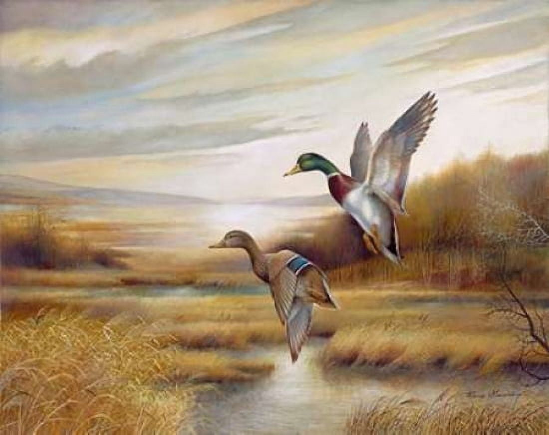 Mallards Canvas Art - Ruane Manning (22 x 28)