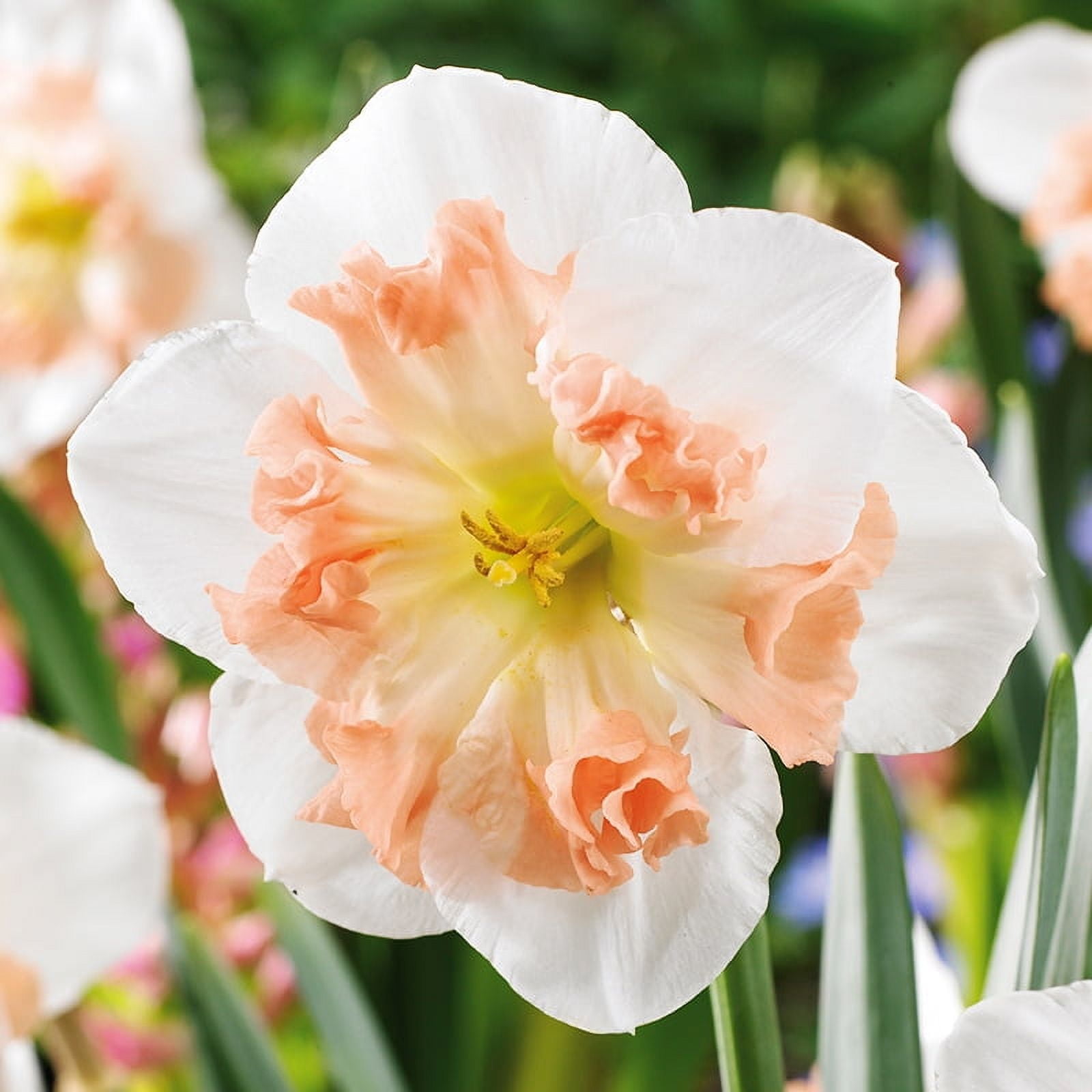 Mallee Pink Daffodil Flower Bulbs - 5 Bulbs per Pack - Deer Resistant - Good as Cut Flowers - Naturalizing - Perennializing - Grow Indoors or Outdoors Easy to Grow Live Garden