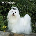 thumbnail image 1 of Maltese | 2024 12x24" (Hanging) Monthly Square Wall Calendar | BrownTrout, 1 of 8