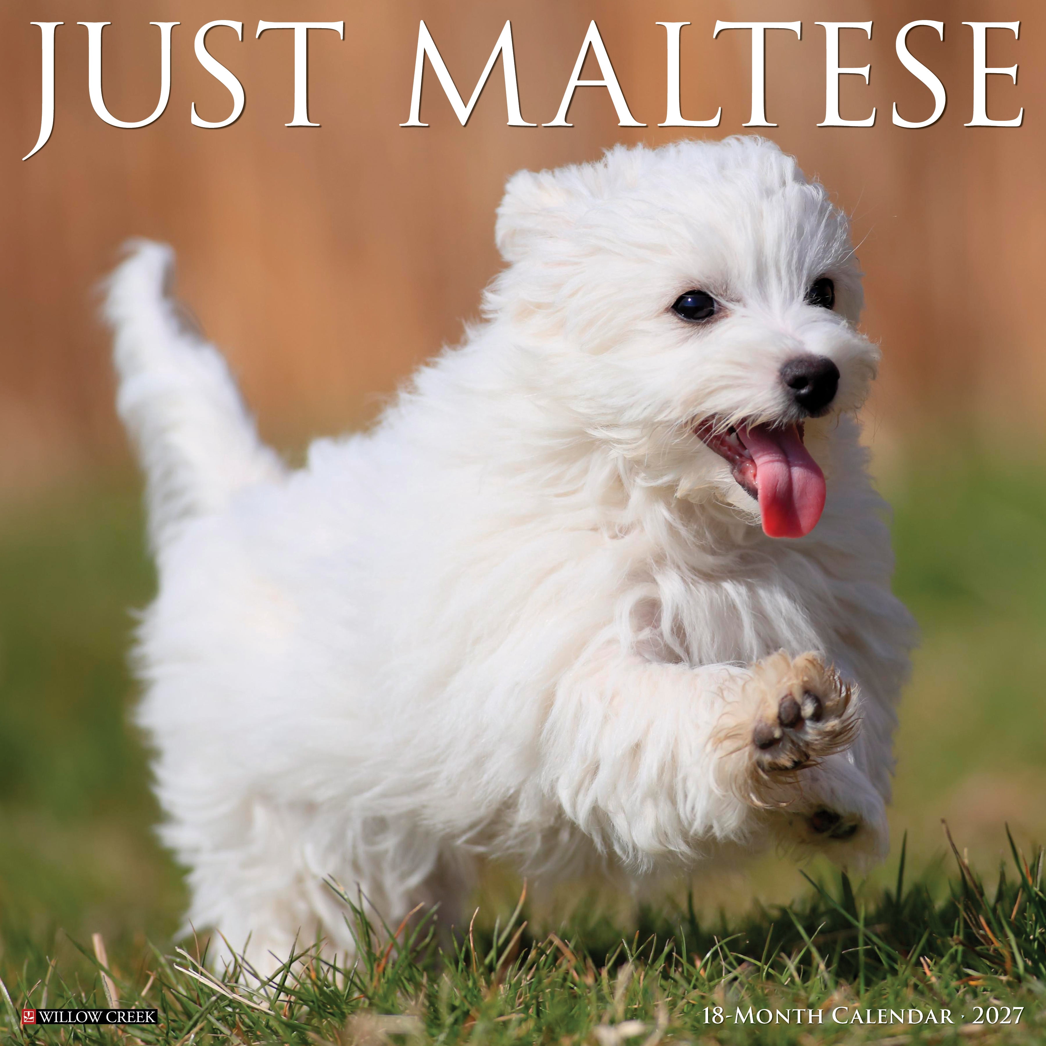 Willow Creek Press, Maltese 2027 Wall Calendar
