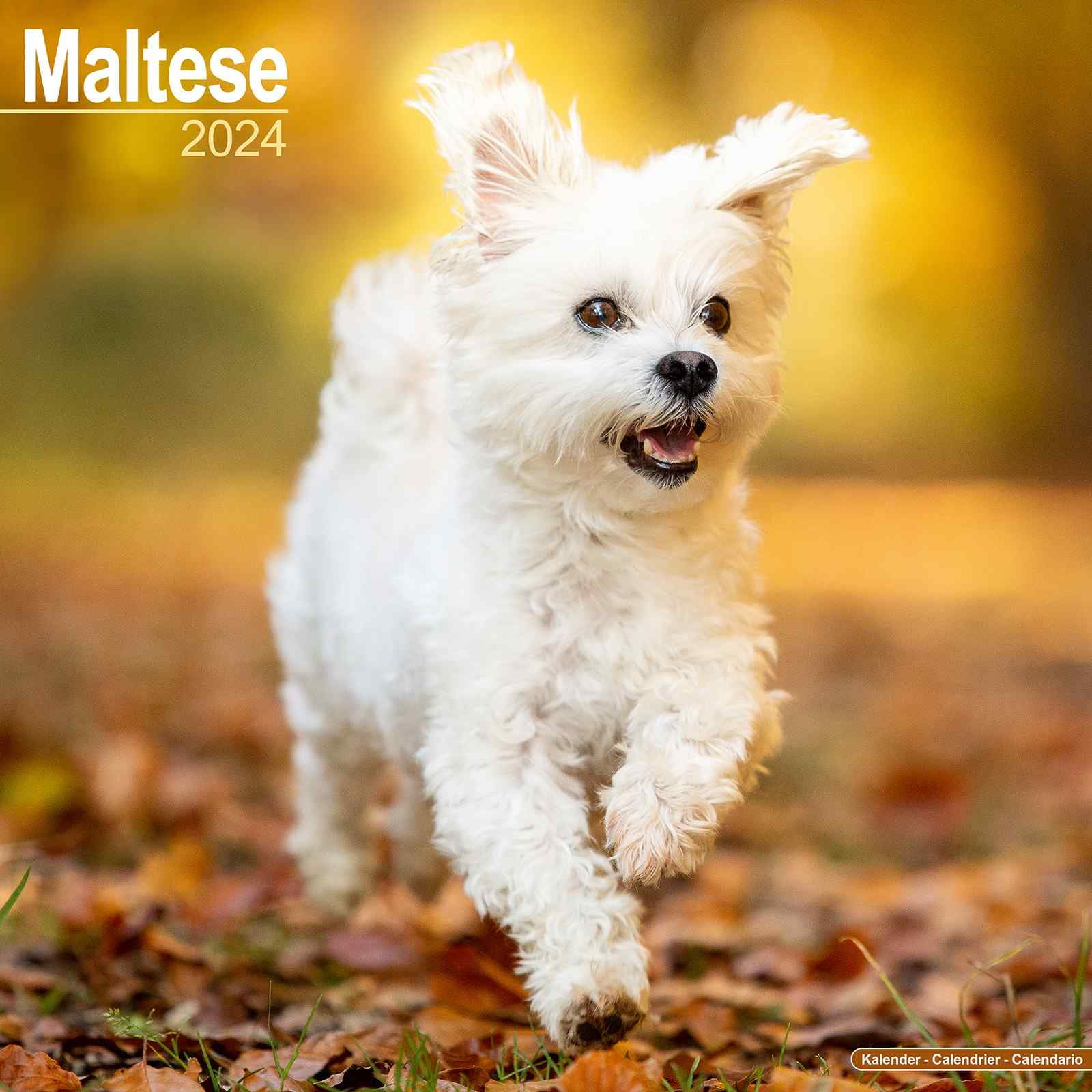 Maltese Calendar 2024 Maltese Dog Breed Calendar Maltese Premium