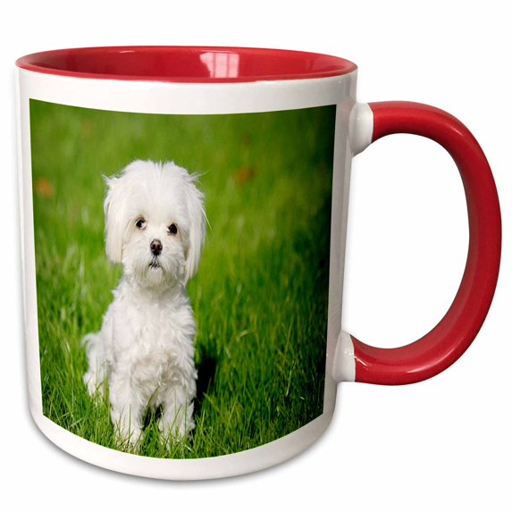 3drose, Maltese Puppy on Lawn, 11oz Two-tone Red Mug
