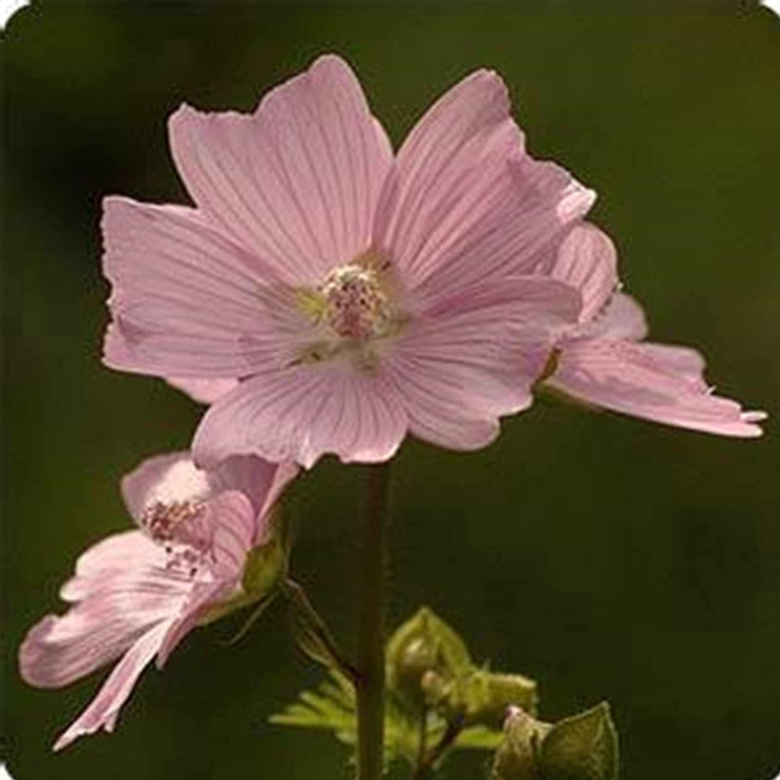 Malva Flower Garden Seeds - Moschata Choice - Rosea (Pink) - 1000 Seeds - Perennial Flower Gardening Seeds - Malva moschata