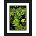 thumbnail image 1 of Malvin, Larry 11x14 Black Ornate Wood Framed with Double Matting Museum Art Print Titled - Cloud Forest Foliage I, 1 of 4