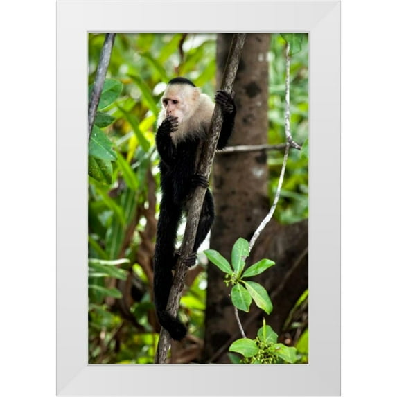 Malvin, Larry 11x14 White Modern Wood Framed Museum Art Print Titled - Capuchin Monkey II
