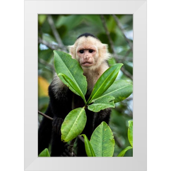 Malvin, Larry 11x14 White Modern Wood Framed Museum Art Print Titled - Capuchin Monkey I