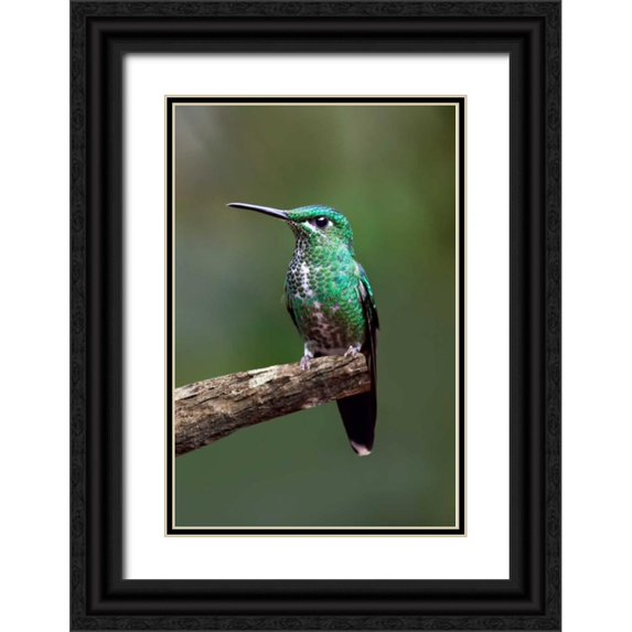 Malvin, Larry 23x32 Black Ornate Wood Framed with Double Matting Museum Art Print Titled - Hummingbird IV