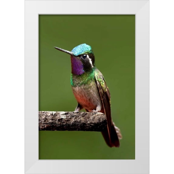 Malvin, Larry 23x32 White Modern Wood Framed Museum Art Print Titled - Hummingbird VI
