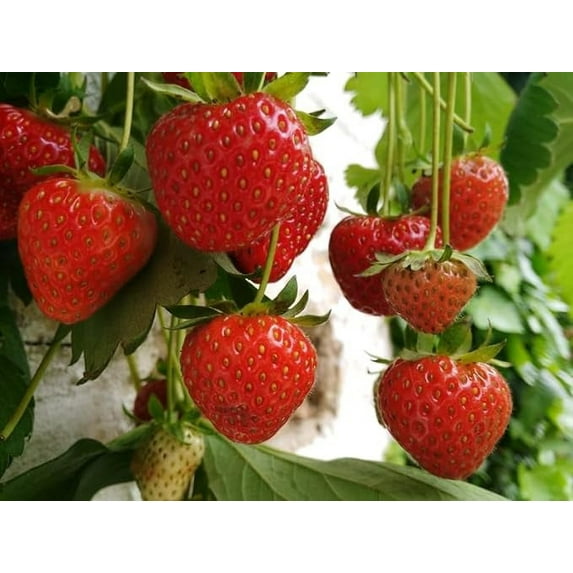 Malwina Strawberry Plants - Bare Root Plants to Grow Strawberries - Ready to Ship - No Ship to California (15 Plants)