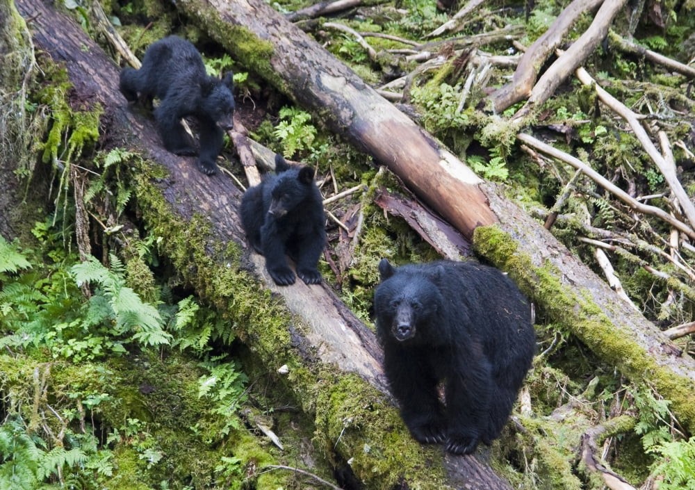 Mama Bear And Two Cubs Black Bear Summer Anan Creek Southeast Alaska Canvas Art - Chip Porter Design Pics (18 x 13)