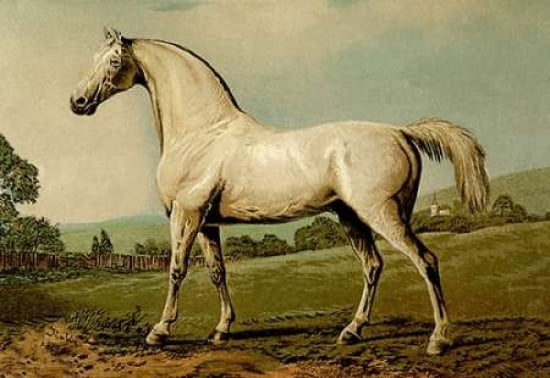 Mambrino 1900 Canvas Art - Samuel Sidney (24 x 36)