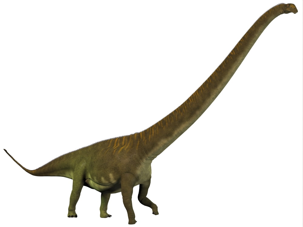 Mamenchisaurus a plant-eating sauropod dinosaur Canvas Art - Corey FordStocktrek Images (17 x 13)